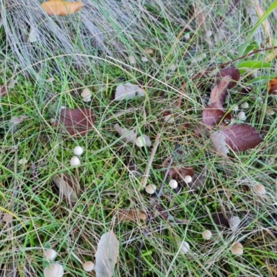 Unidentified Cap on a stem; gills below cap [mushrooms or mushroom-like] at Lake Burley Griffin West - 17 May 2024 by Mike