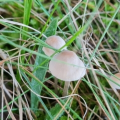 zz agaric (stem; gills white/cream) at Lake Burley Griffin West - 17 May 2024