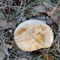 Unidentified Cap on a stem; gills below cap [mushrooms or mushroom-like] at Yarralumla, ACT - 17 May 2024 by Mike