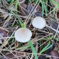 zz agaric (stem; gills white/cream) at Lake Burley Griffin West - 17 May 2024 by Mike