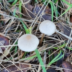 Unidentified Cap on a stem; gills below cap [mushrooms or mushroom-like] at Lake Burley Griffin West - 17 May 2024 by Mike