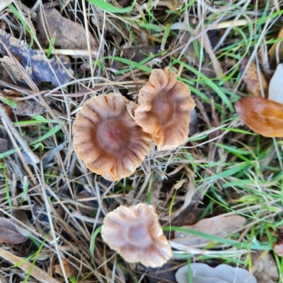 Unidentified Cap on a stem; gills below cap [mushrooms or mushroom-like] at Lake Burley Griffin West - 17 May 2024 by Mike