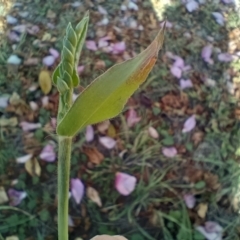 Urochloa panicoides (Urochloa Grass) at Jarramlee Pond - 13 May 2024 by DougT