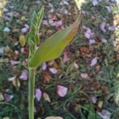 Urochloa panicoides (Urochloa Grass) at Jarramlee Pond - 12 May 2024 by Delegascribble