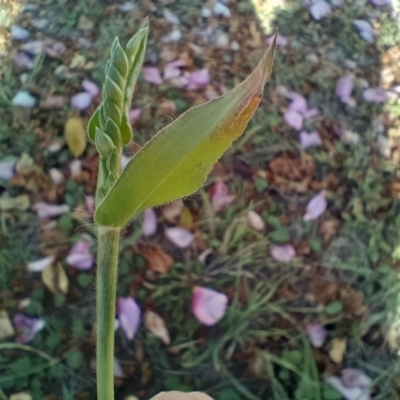 Urochloa panicoides (Urochloa Grass) at Jarramlee Pond - 13 May 2024 by DougT
