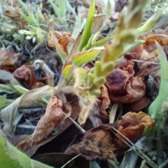 Urochloa panicoides at Jarramlee Pond - 13 May 2024