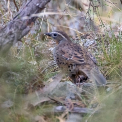 Cinclosoma punctatum (Spotted Quail-thrush) at Rob Roy Range - 10 May 2024 by BenHarvey