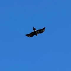 Aquila audax (Wedge-tailed Eagle) at Murrumbateman, NSW - 17 May 2024 by SimoneC