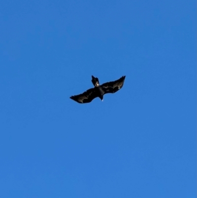 Aquila audax (Wedge-tailed Eagle) at Murrumbateman, NSW - 17 May 2024 by SimoneC