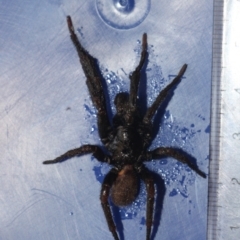 Unidentified Spider (Araneae) at Currowan, NSW - 9 Jan 2024 by UserCqoIFqhZ