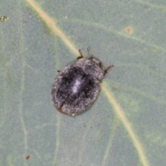 Trachymela sp. (genus) (Brown button beetle) at Hawker, ACT - 27 Mar 2024 by AlisonMilton