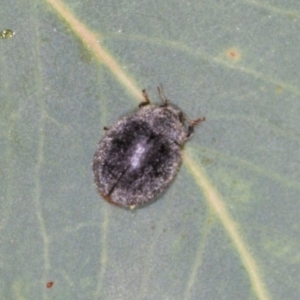 Trachymela sp. (genus) (Brown button beetle) at Hawker, ACT by AlisonMilton