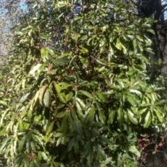 Photinia robusta (Red Leaf Photinia) at Cooma North Ridge Reserve - 17 May 2024 by mahargiani