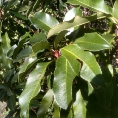 Photinia robusta at Cooma North Ridge Reserve - 17 May 2024