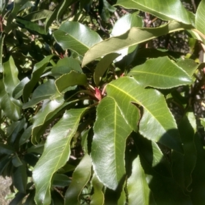 Photinia robusta at Cooma North Ridge Reserve - 17 May 2024 01:26 PM