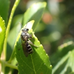 Lasioglossum sp. (genus) at Murrumbateman, NSW - 16 May 2024 by SimoneC