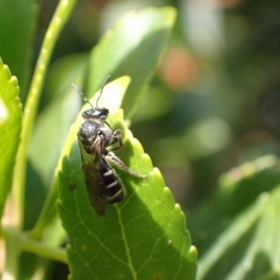 Lasioglossum sp. (genus) (Furrow Bee) at Murrumbateman, NSW - 16 May 2024 by SimoneC
