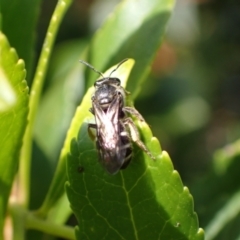 Lasioglossum sp. (genus) at Murrumbateman, NSW - 16 May 2024