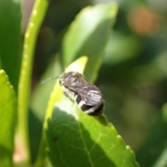 Lasioglossum sp. (genus) at Murrumbateman, NSW - 16 May 2024 02:32 PM