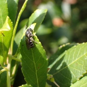 Lasioglossum sp. (genus) at Murrumbateman, NSW - 16 May 2024 02:32 PM