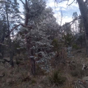 Eucalyptus cinerea subsp. cinerea at Cooma North Ridge Reserve - 17 May 2024