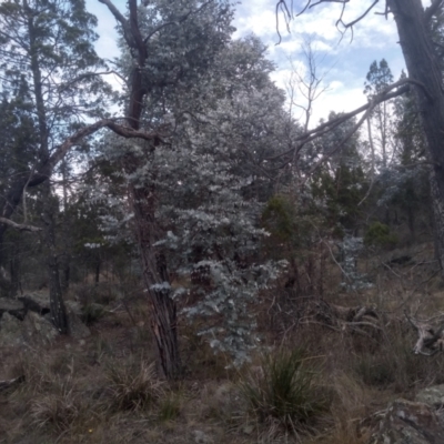 Eucalyptus cinerea at Cooma North Ridge Reserve - 17 May 2024 by mahargiani