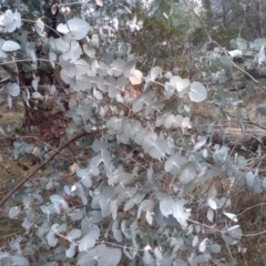 Eucalyptus cinerea subsp. cinerea at Cooma North Ridge Reserve - 17 May 2024