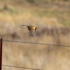 Unidentified Bird at Gungaderra Grasslands - 17 May 2024 by pixelnips