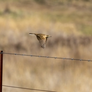 Anthus australis at Gungaderra Grasslands - 17 May 2024 01:20 PM