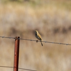 Anthus australis at Gungaderra Grasslands - 17 May 2024