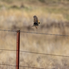 Anthus australis at Gungaderra Grasslands - 17 May 2024 01:20 PM