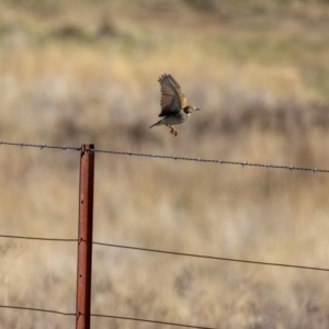 Anthus australis at Gungaderra Grasslands - 17 May 2024