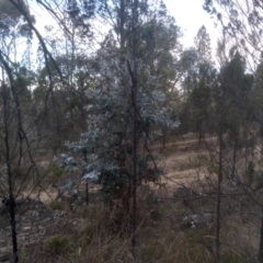 Eucalyptus bicostata (Southern Blue Gum, Eurabbie) at Cooma North Ridge Reserve - 17 May 2024 by mahargiani