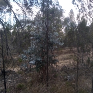 Eucalyptus globulus subsp. bicostata at Cooma North Ridge Reserve - 17 May 2024