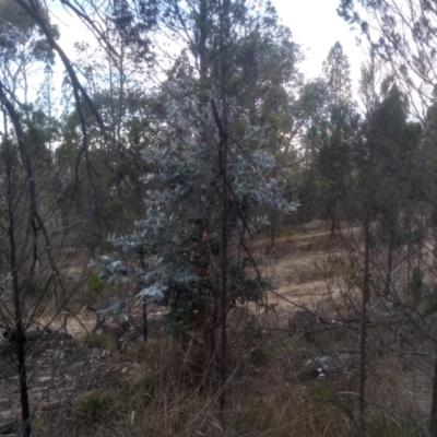 Eucalyptus globulus subsp. bicostata (Southern Blue Gum, Eurabbie) at Cooma, NSW - 17 May 2024 by mahargiani