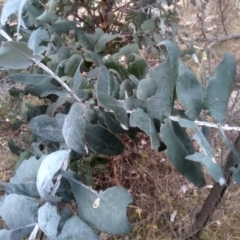 Eucalyptus globulus subsp. bicostata at Cooma North Ridge Reserve - 17 May 2024