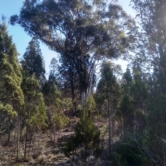 Eucalyptus mannifera (Brittle Gum) at Cooma North Ridge Reserve - 17 May 2024 by mahargiani