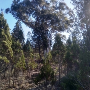 Eucalyptus mannifera at Cooma North Ridge Reserve - 17 May 2024