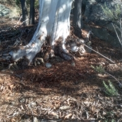 Eucalyptus mannifera at Cooma North Ridge Reserve - 17 May 2024 01:21 PM