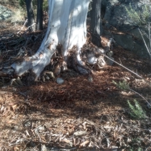 Eucalyptus mannifera at Cooma North Ridge Reserve - 17 May 2024