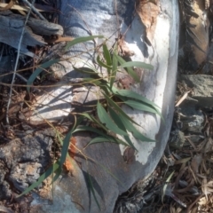 Eucalyptus mannifera at Cooma North Ridge Reserve - 17 May 2024 01:21 PM