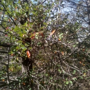 Cotoneaster glaucophyllus at Cooma North Ridge Reserve - 17 May 2024