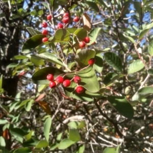 Cotoneaster glaucophyllus at Cooma North Ridge Reserve - 17 May 2024 01:27 PM