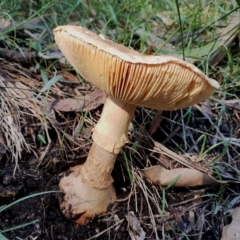 Amanita sp. at Kianga, NSW - 17 May 2024 by Teresa