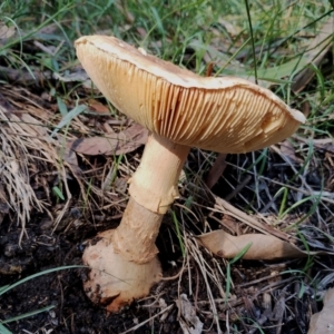 Amanita sp. at Bodalla State Forest - 17 May 2024 11:15 AM