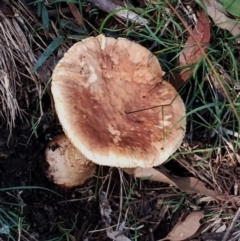 Amanita sp. at Bodalla State Forest - 17 May 2024