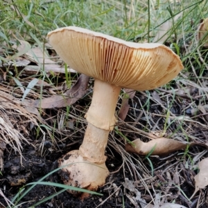 Amanita sp. at Bodalla State Forest - 17 May 2024