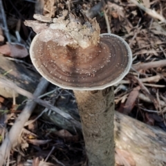Unidentified Shelf-like to hoof-like & usually on wood at Bodalla State Forest - 17 May 2024 by Teresa