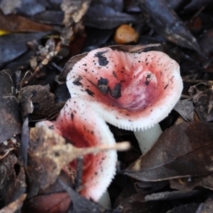 Russula persanguinea (Russula persanguinea) at Mongarlowe, NSW - 17 May 2024 by LisaH