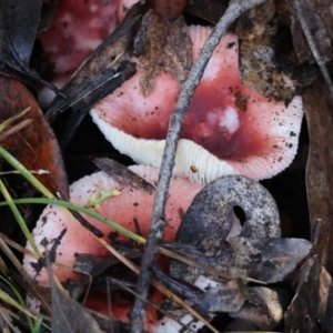 Russula persanguinea at QPRC LGA - suppressed